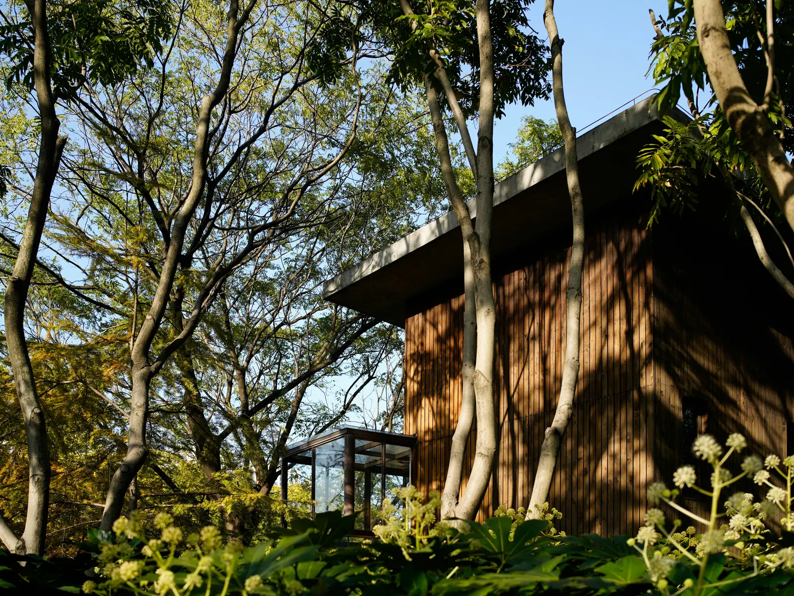 Maison bioclimatique : bois, brise-soleil et lumière chaude